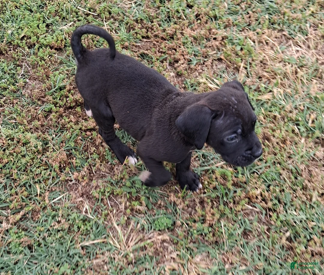Mixed Breed dogs for sale: Lobi - Ad 1