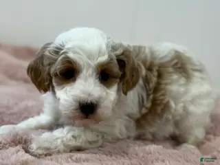 Mini Goldendoodle dogs Piper - Ad 6