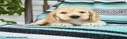 Cocker Spaniel dogs for sale: Dexter  - Ad 5