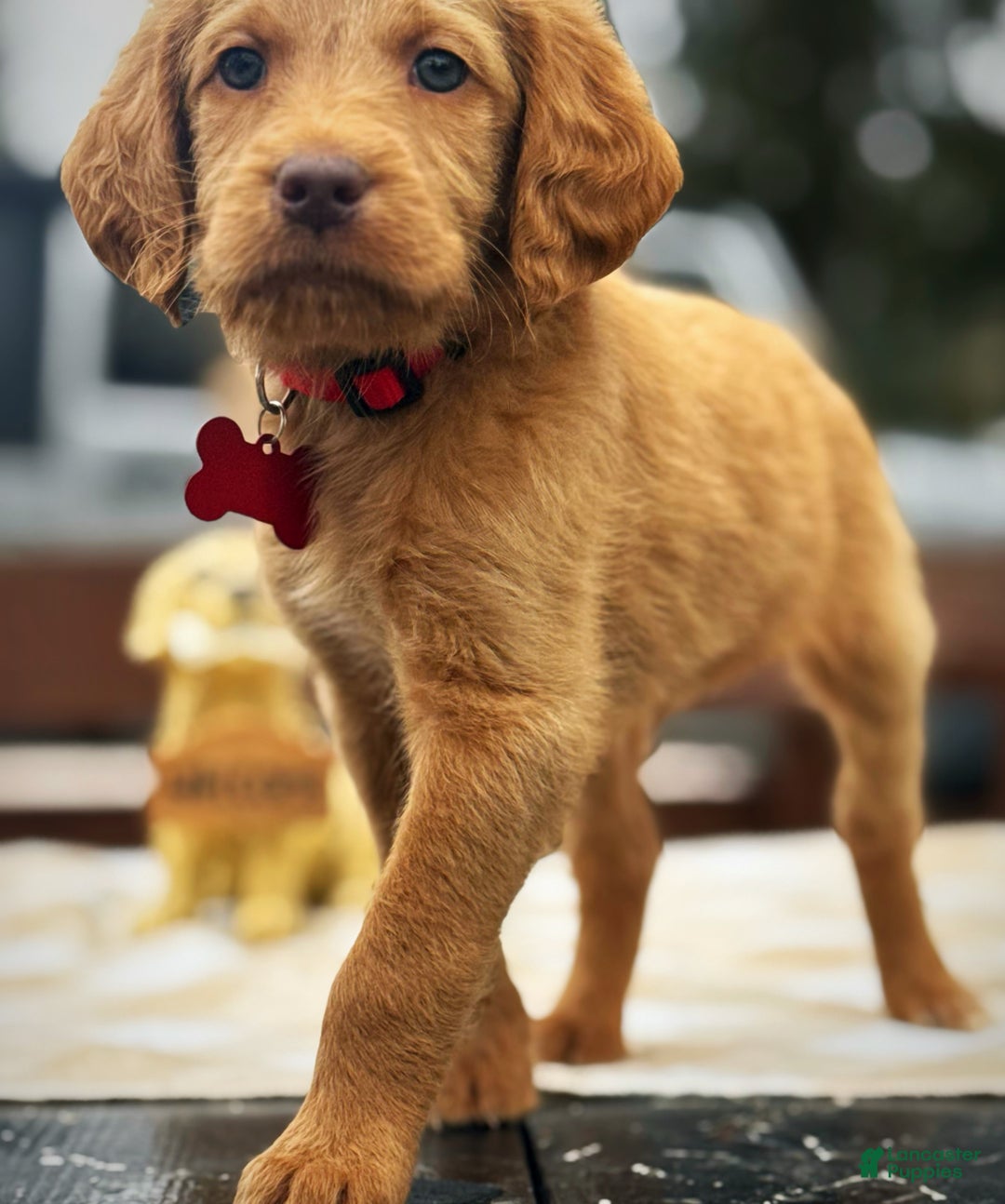 Labradoodle dogs for sale: Labradoodle Puppy 1 - Ad 5