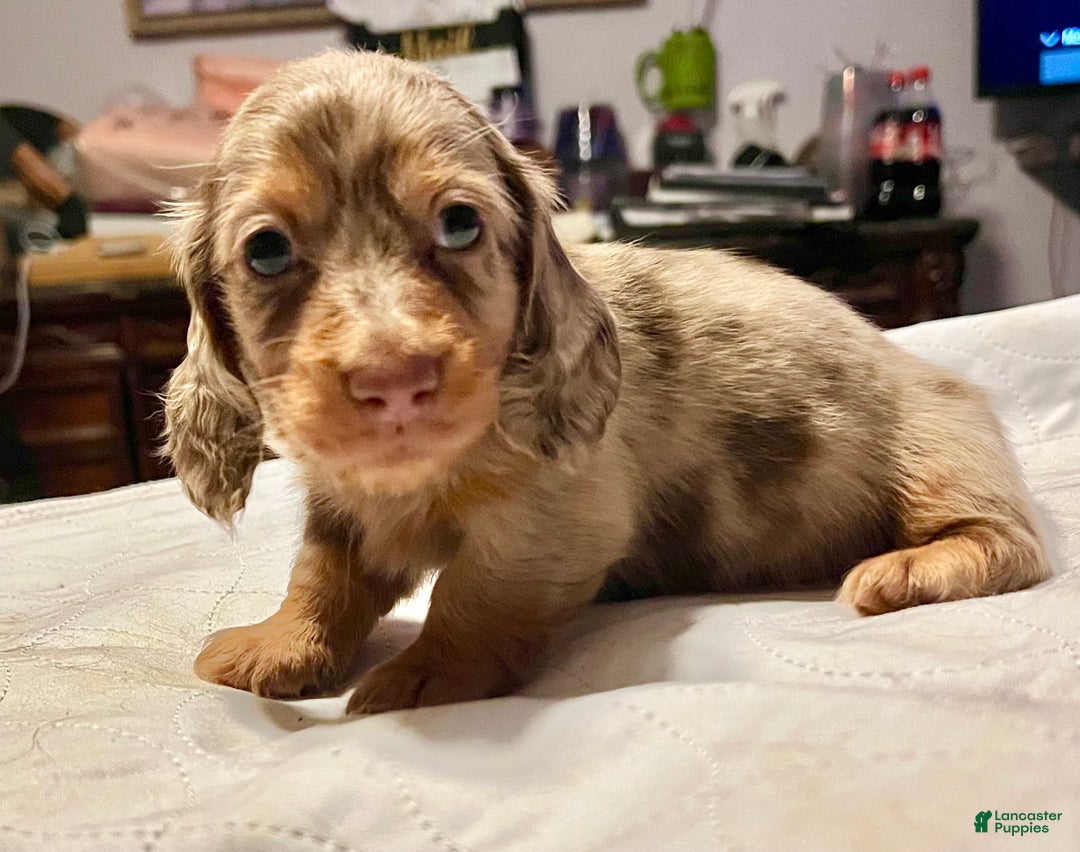 Miniature Dachshund dogs for sale: Miniature Dachshund Puppy 1 - Ad 7