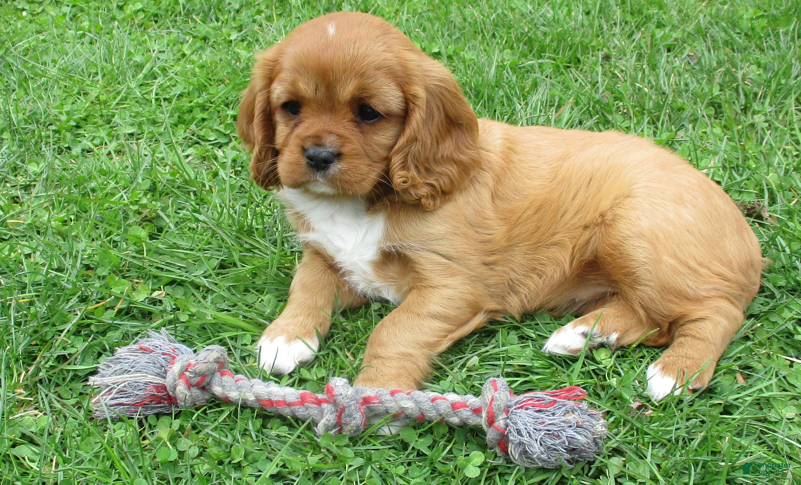 Cavalier King Charles Spaniel dogs Chloe - Ad 1
