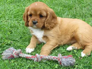Cavalier King Charles Spaniel dogs for sale: Chloe - Ad 1