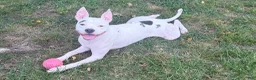 Mixed Breed dogs for sale: Male 1 - Ad 4