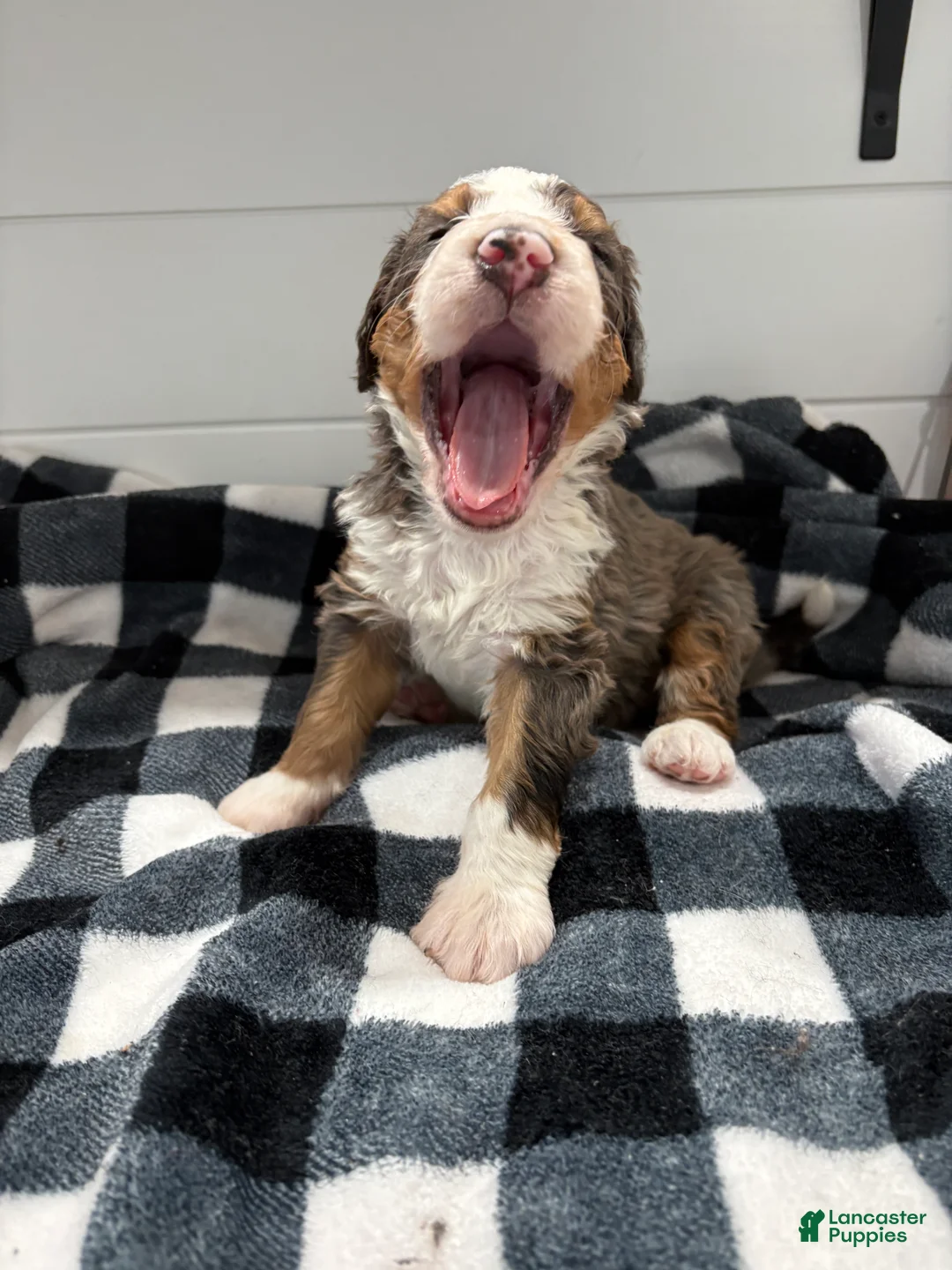 Bernedoodle dogs for sale: Bryce - Ad 3