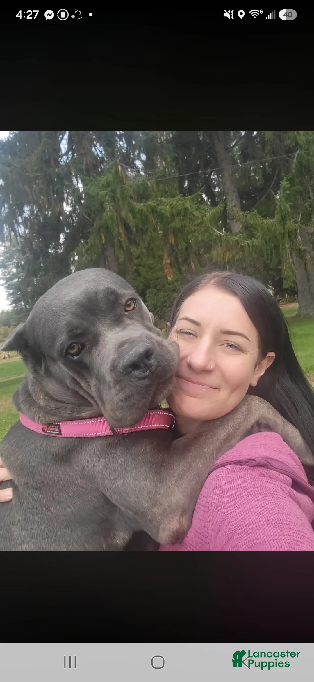 Cane Corso dogs for sale: Bluebell  - Ad 2