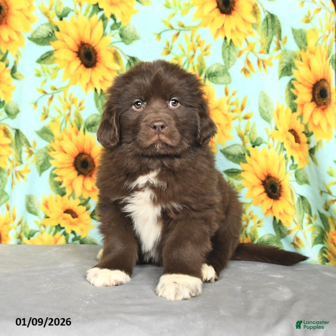 Newfoundland dogs for sale: Taffy - Ad 1