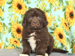 Newfoundland dogs for sale: Taffy - Ad 3