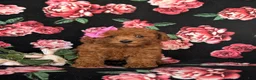 Toy Poodle dogs for sale: Cali 7 lbs Full Grown - Ad 4