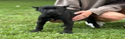 Cane Corso dogs for sale: OPHELIA - Ad 3