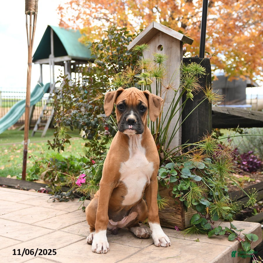 Boxer dogs Brenda - Ad 26