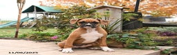 Boxer dogs for sale: Brenda - Ad 1