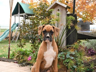 Boxer dogs Brenda - Ad 18