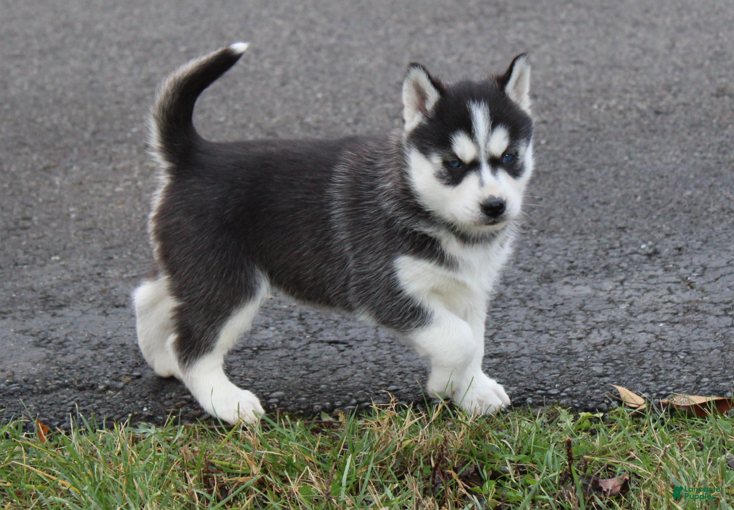 Siberian Husky dogs Suki - Ad 30