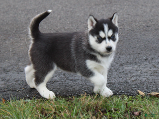 Siberian Husky dogs Suki - Ad 16