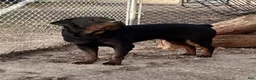 Rottweiler dogs for sale: Rottweiler 3 - Ad 3