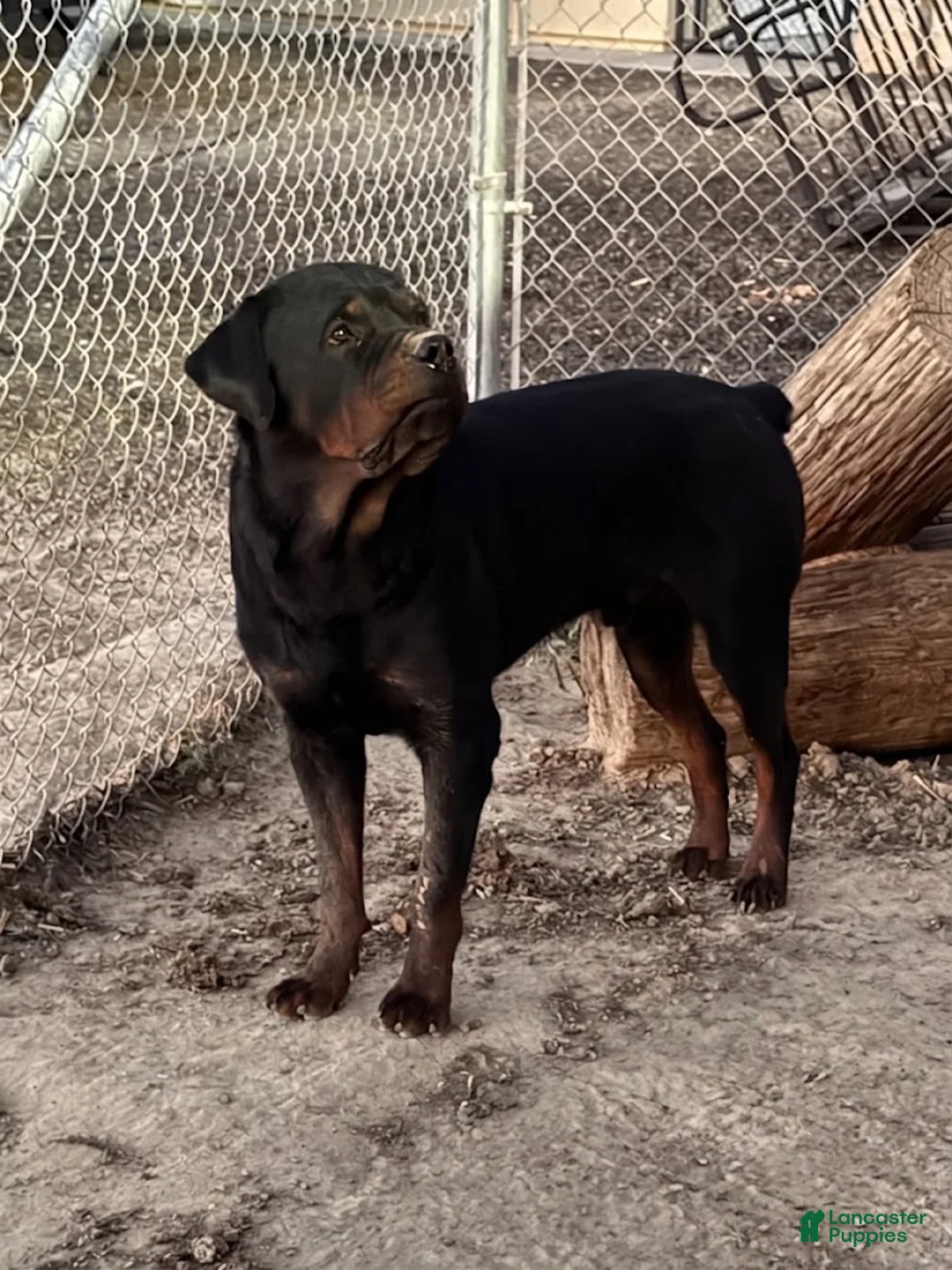 Rottweiler dogs for sale: Rottweiler 3 - Ad 3
