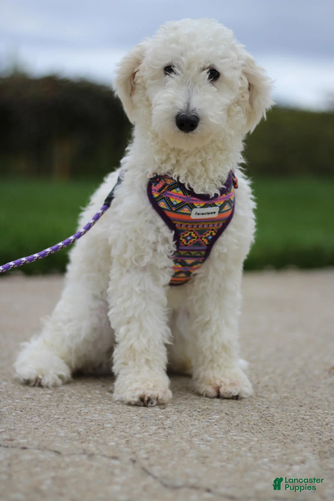 Miniature Poodle dogs for sale: Akc Jenna - Ad 7