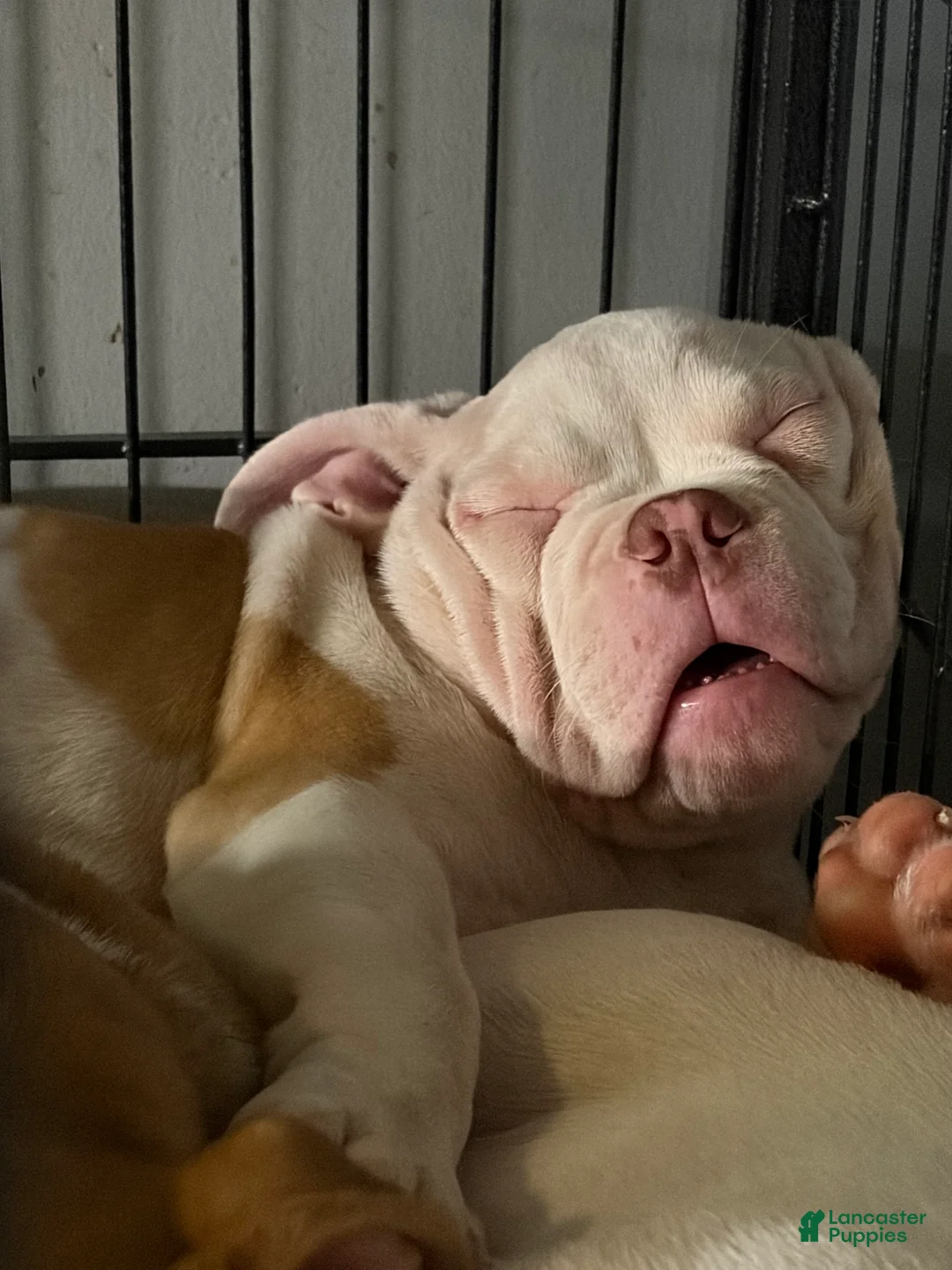 American Bully dogs for sale: Meatball - Ad 3