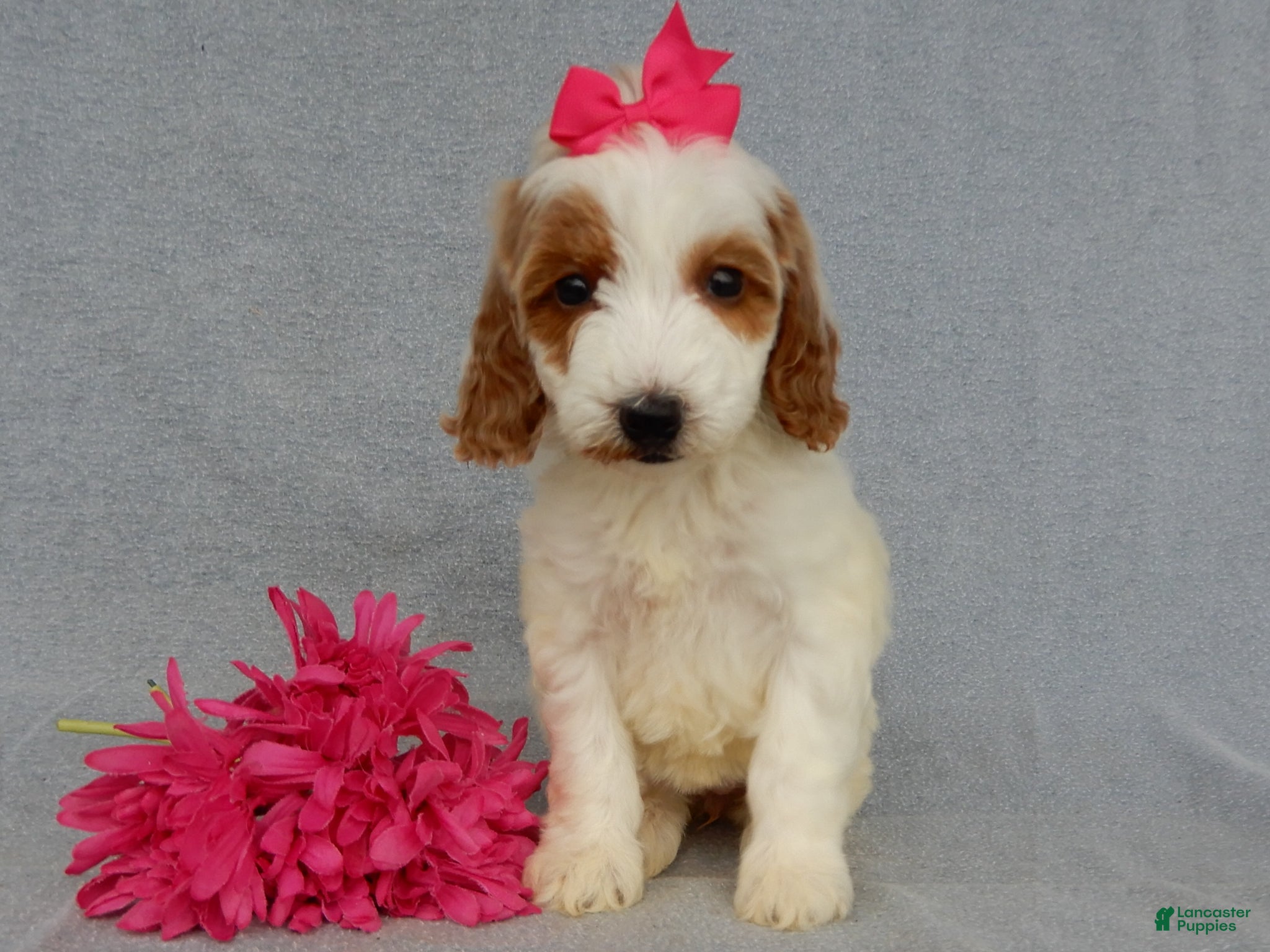 Mini Goldendoodle dogs Princess-MEDIUM - Ad 1