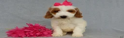 Mini Goldendoodle dogs for sale: Princess-MEDIUM - Ad 5