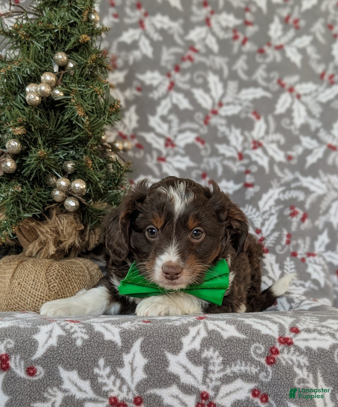 Mixed Breed dogs for sale: Barrett - Ad 3