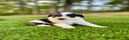 Portuguese Water Dog dogs for sale: Cooper - Ad 8