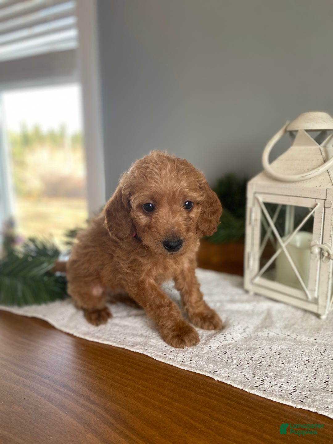 Mixed Breed dogs for sale: Noelle - Ad 1