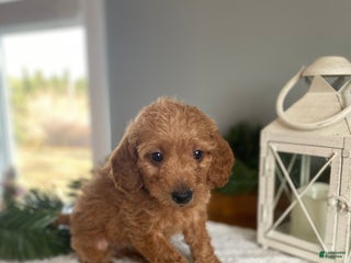 Mixed Breed dogs Noelle - Ad 22