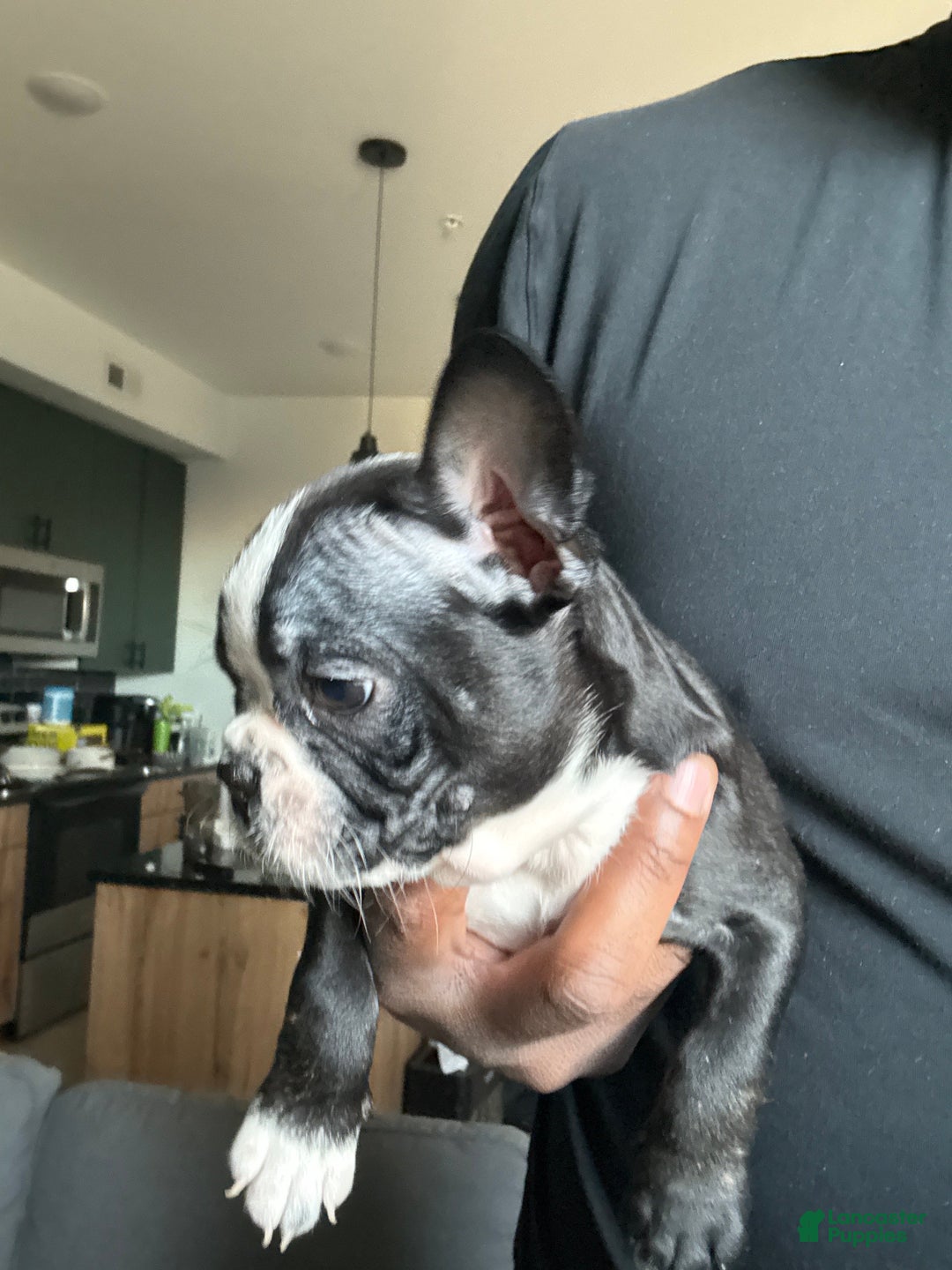 Frenchton dogs for sale: Cruella - Ad 1