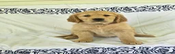Golden Retriever dogs for sale: Peaches - Ad 3