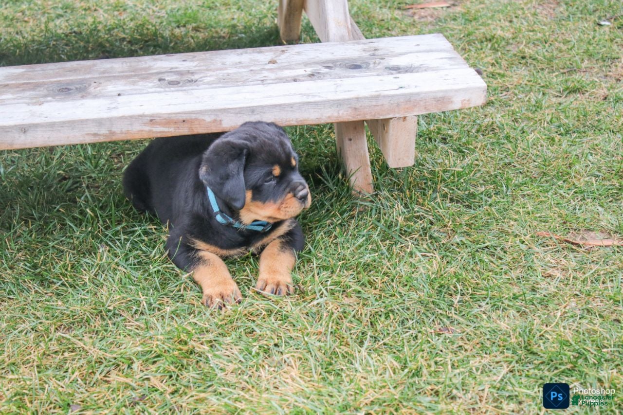 Rottweiler dogs Flynn - Ad 1