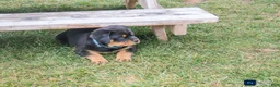 Rottweiler dogs for sale: Flynn - Ad 1