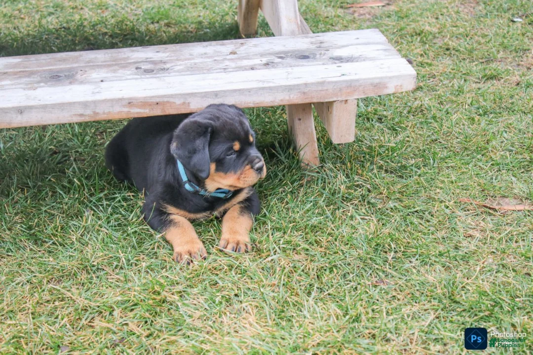 Rottweiler dogs for sale: Flynn - Ad 1
