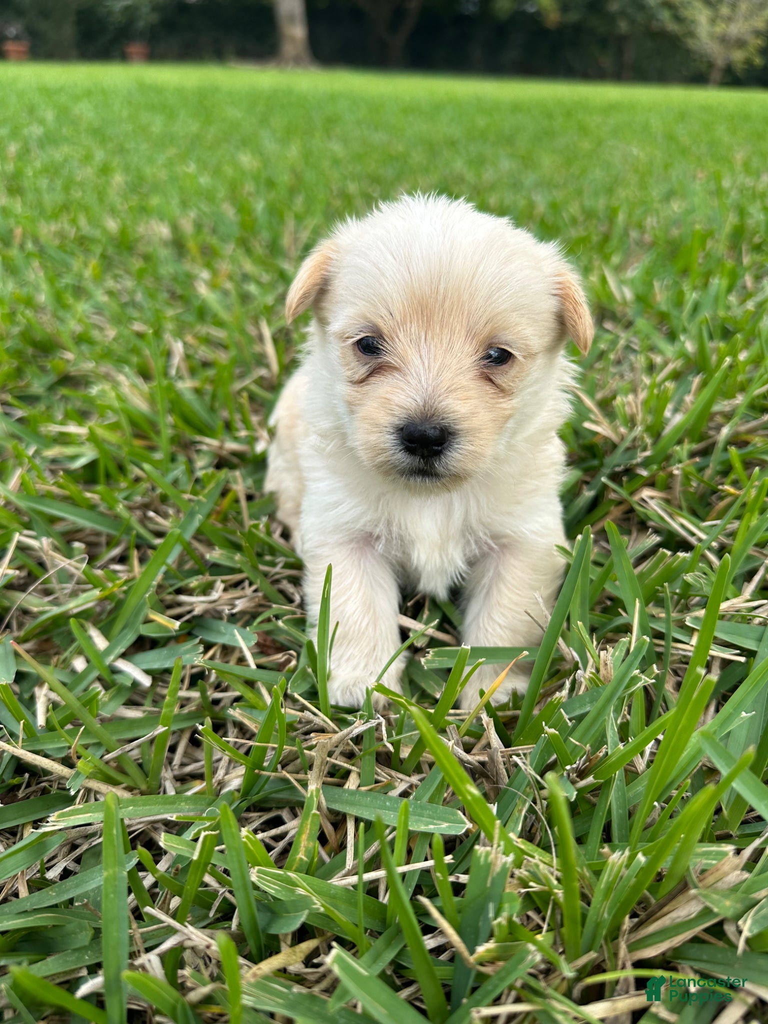 Mixed Breed dogs Goldenshire 1 - Ad 31