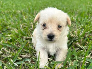 Mixed Breed dogs Goldenshire 1 - Ad 31