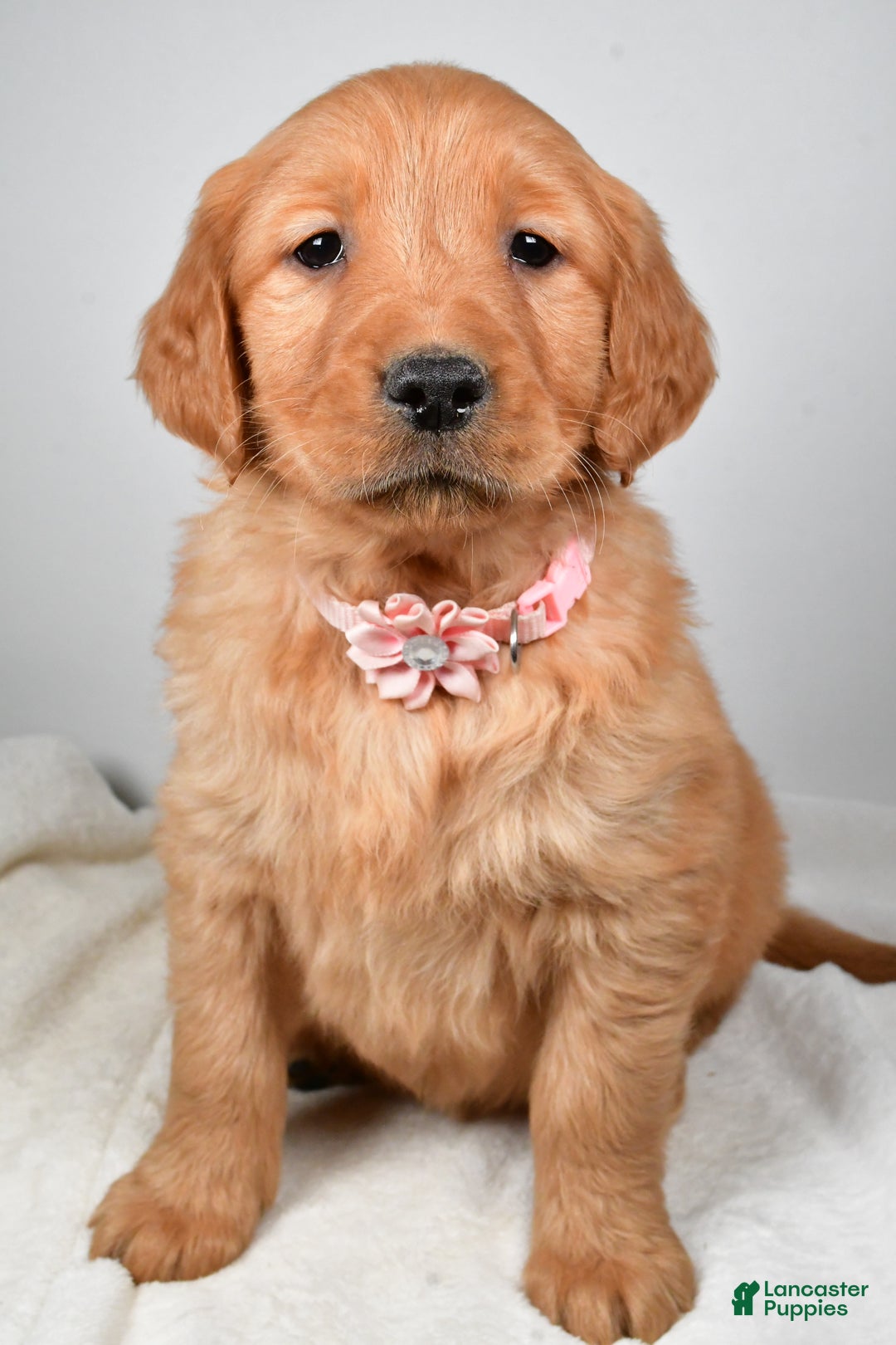 Golden Retriever dogs for sale: Kori - Ad 7