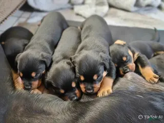 Rottweiler dogs Rottweiler Puppy 2 - Ad 1