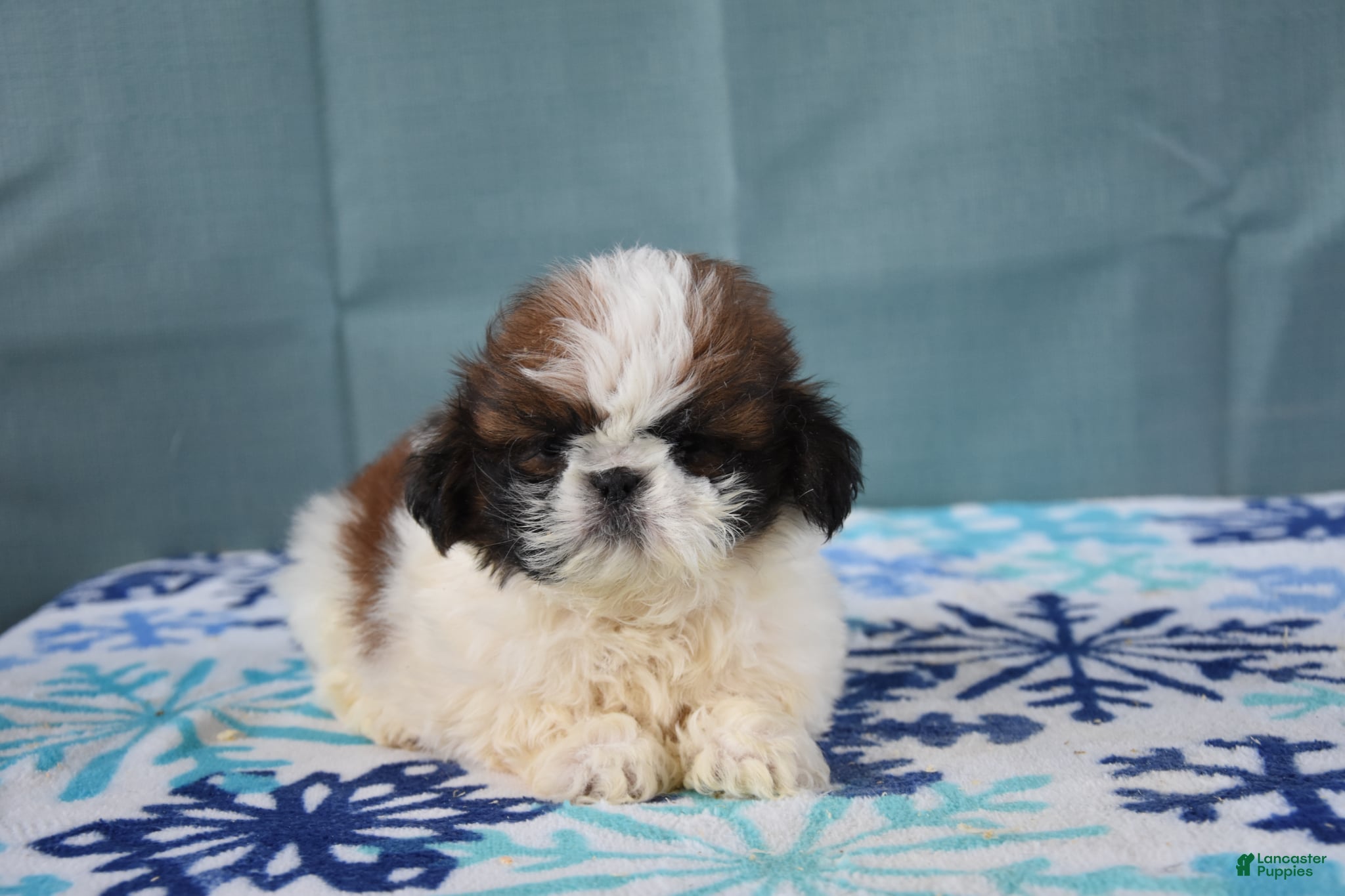 Shih Tzu dogs Gilbert - Ad 40