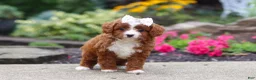Cavapoo dogs for sale: Ellie - Ad 3
