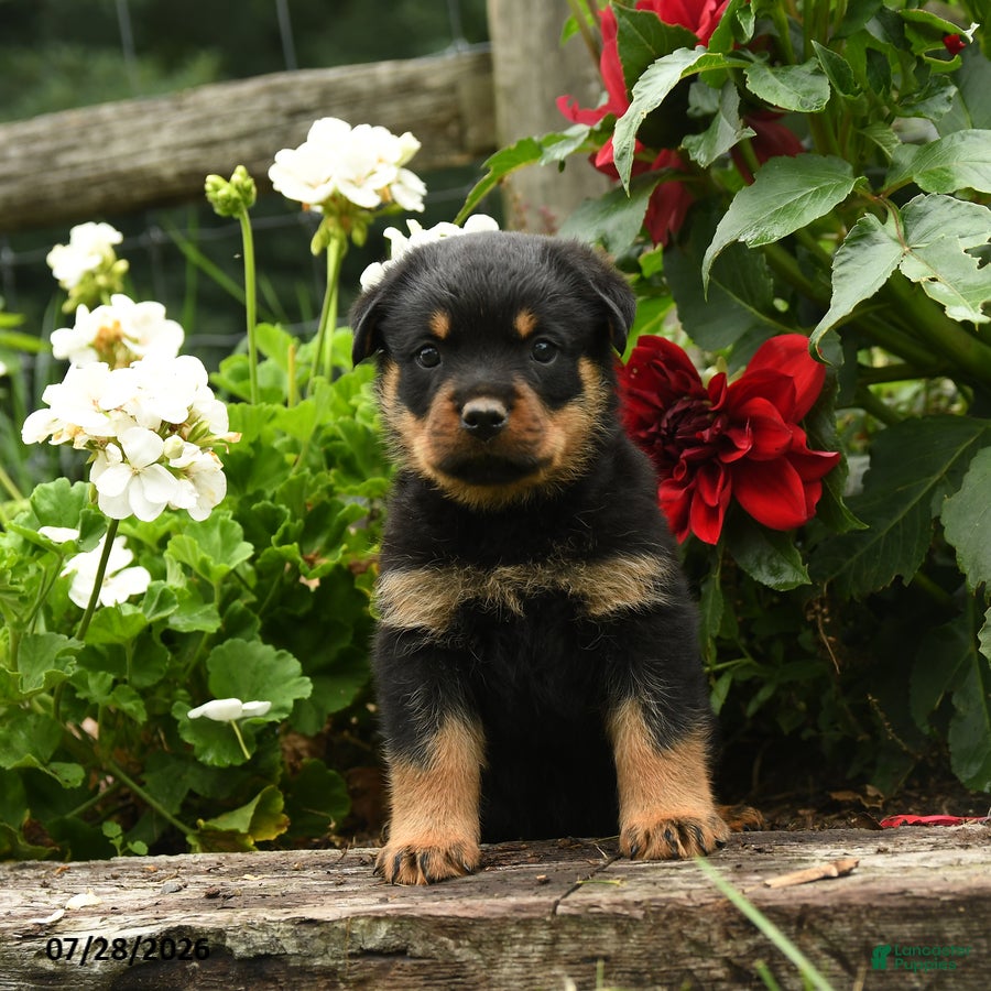 Rottweiler dogs Bingley - Ad 2
