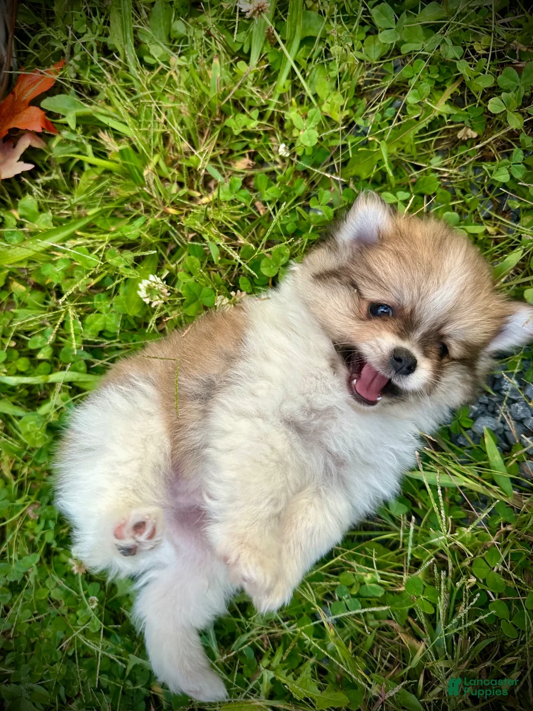 Pomeranian dogs for sale: Jasper - Ad 1