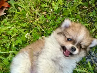 Pomeranian dogs Jasper - Ad 29
