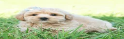 Maltipoo dogs for sale: Cabo - Ad 6