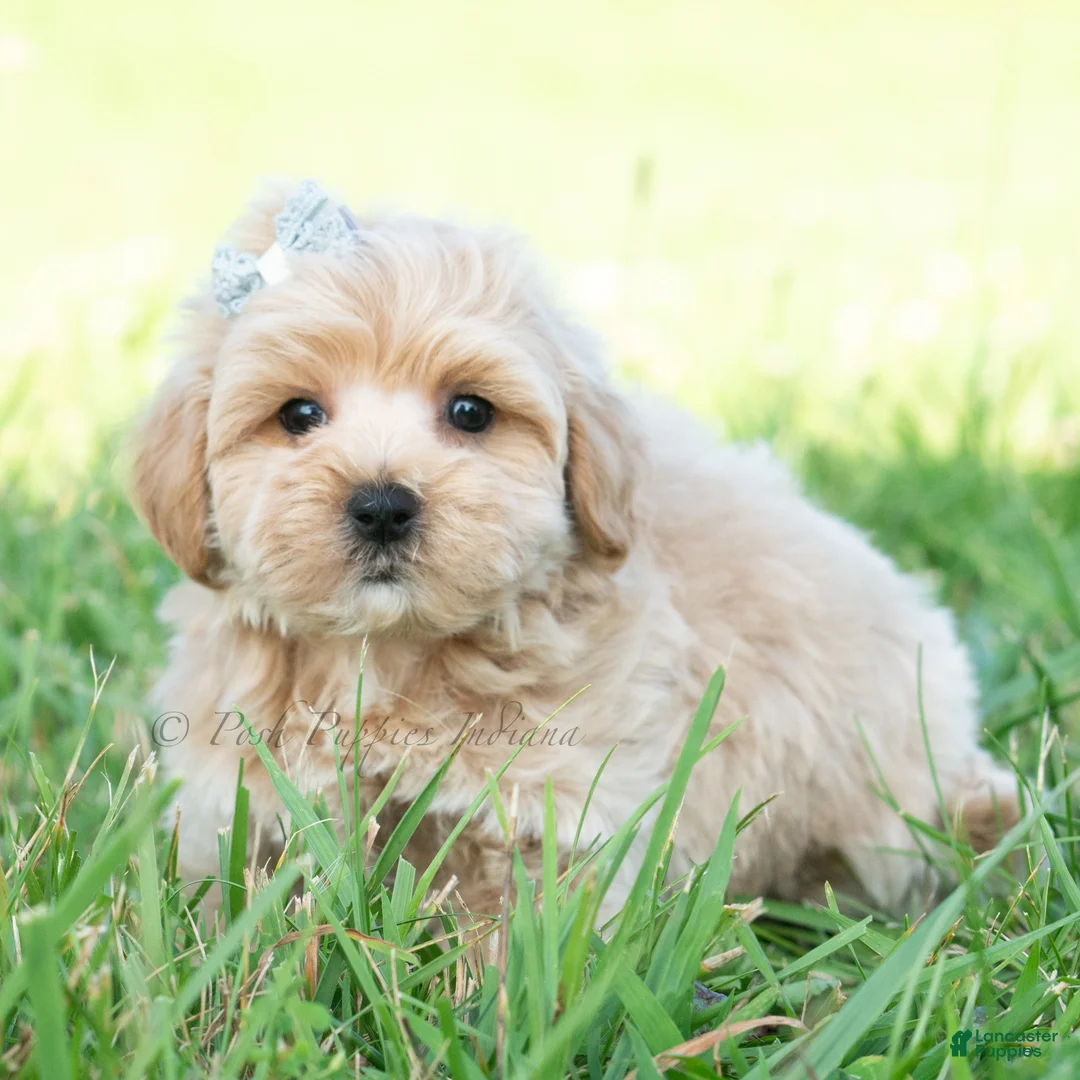 Maltipoo dogs for sale: Cabo - Ad 6