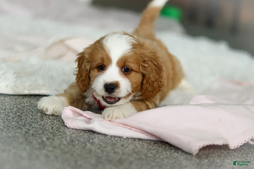 Cavapoo dogs for sale: Maverick - Ad 8