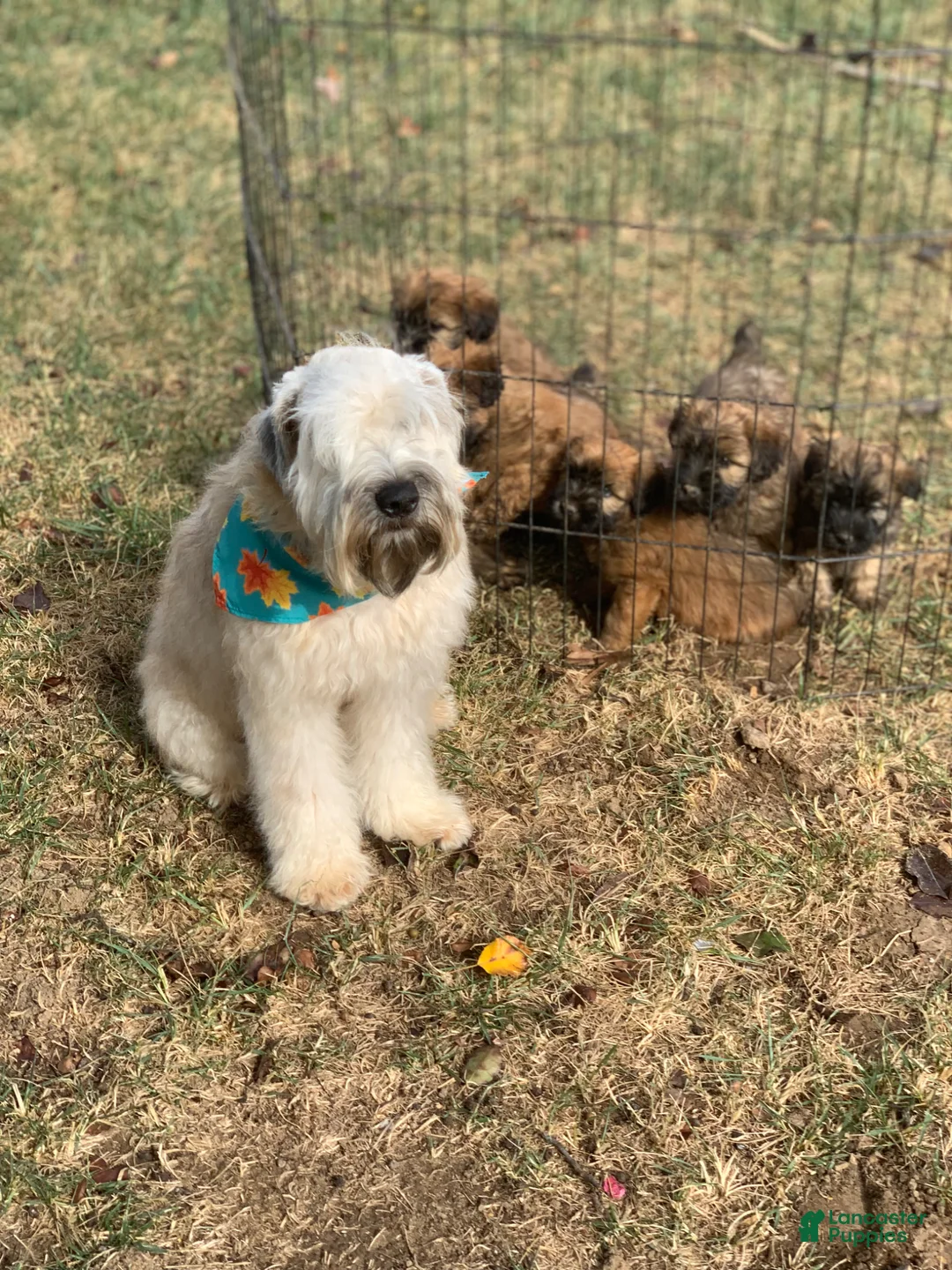Soft Coated Wheaten Terrier dogs for sale: Zane - Ad 2