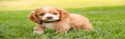 Cocker Spaniel dogs for sale: April Cocker Spaniel  - Ad 10