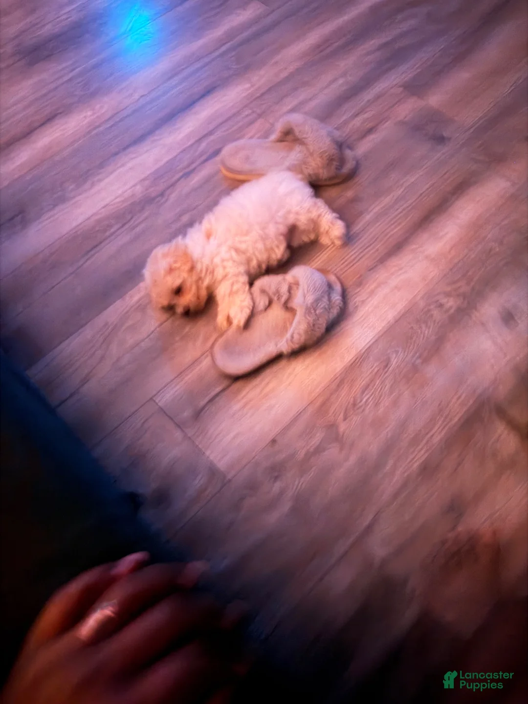 Toy Poodle dogs for sale: Toy Poodle Puppy 1 - Ad 2