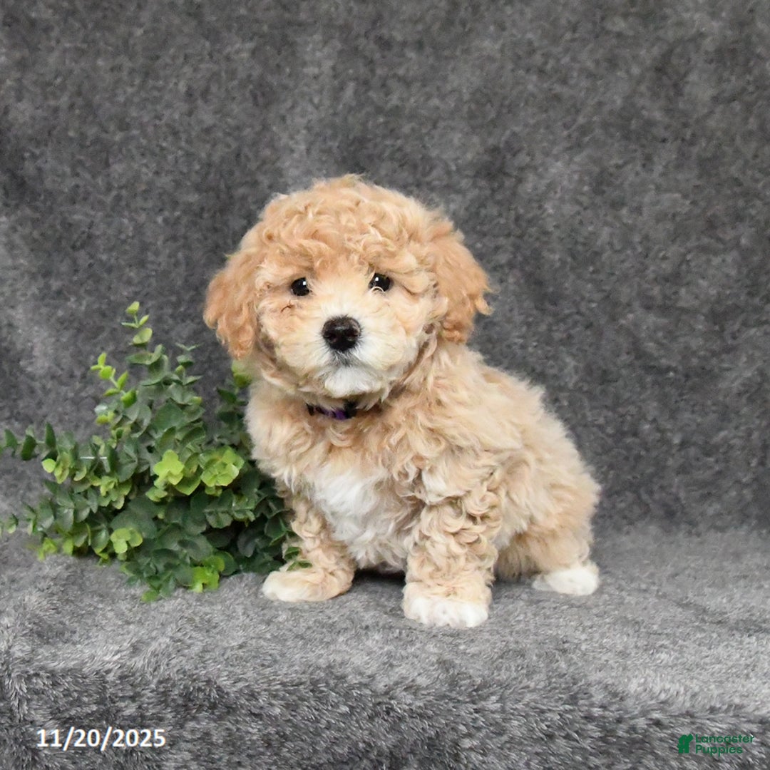 Bichpoo dogs for sale: Krissy - Ad 2